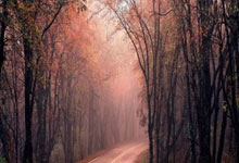 开云体育app-蒙特雷主场迎战鹿岛鹿角，锋线火力引爆看点