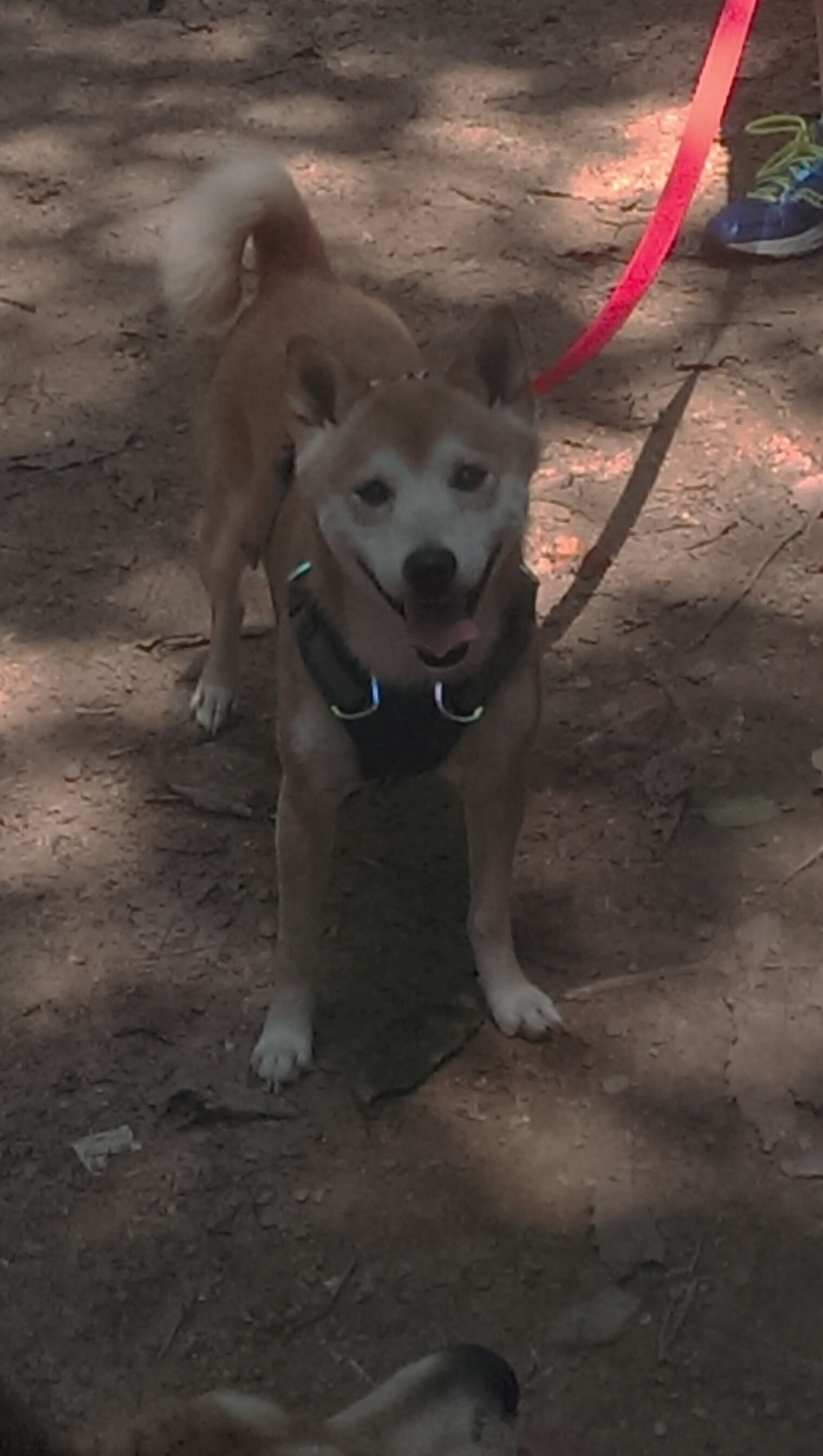 开云平台-灰熊强势冲垮浙江队，武切维奇关键先生主宰战局