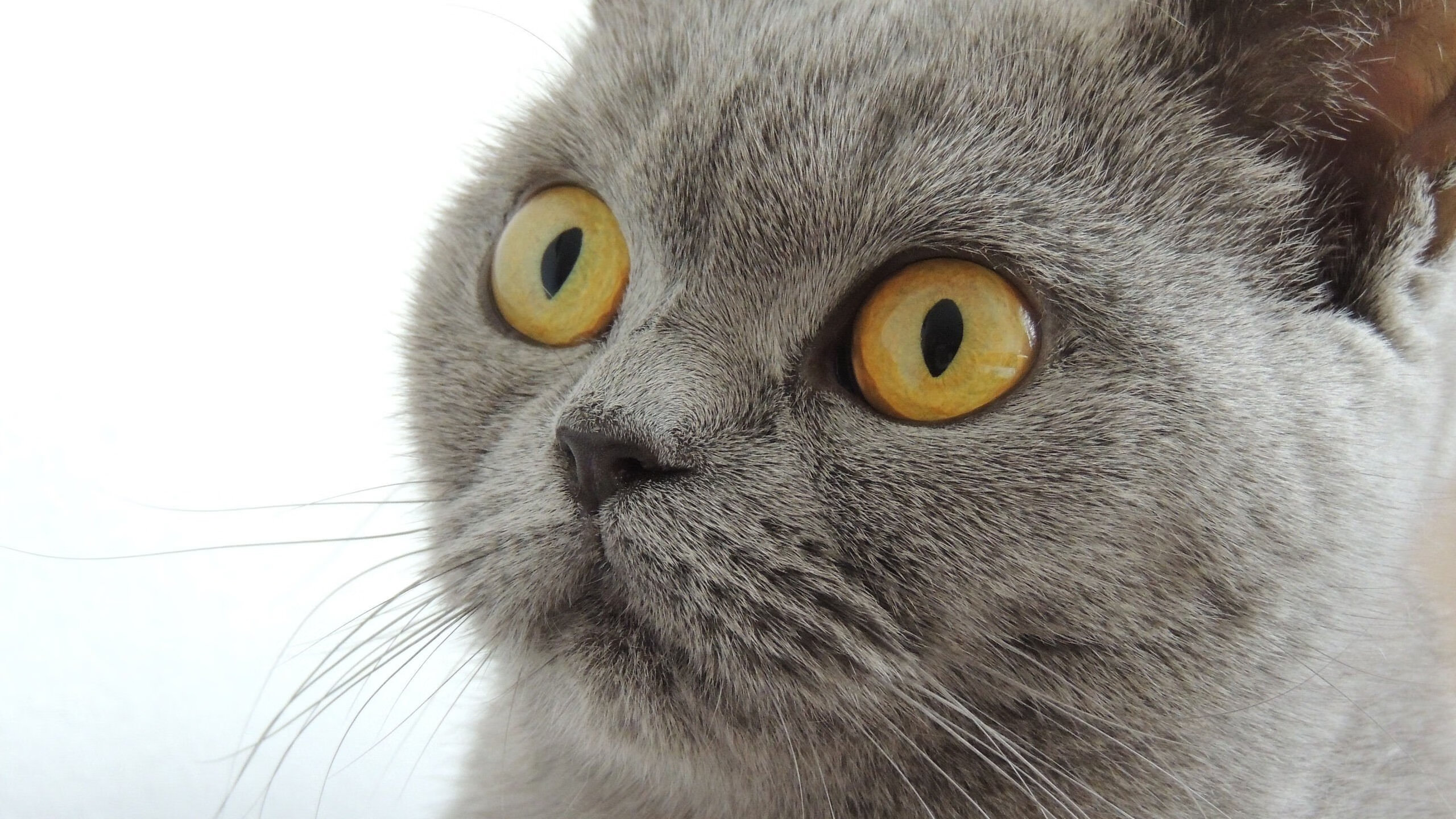 开云APP-跨界风暴,欧冠半决赛焦点战,吉林队强压76人启示录