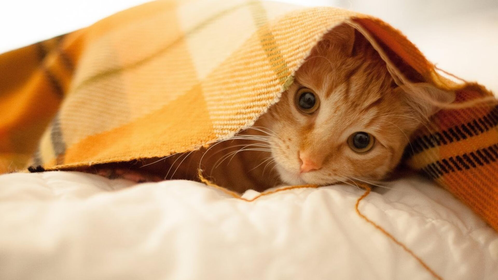 开云体育app-巴萨终结克罗地亚，福登如何以战术哲学的手术刀，剖开格子军团最后的坚持