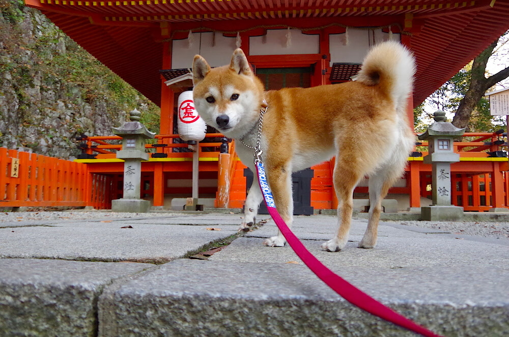 开云官网-76人对阵步行者，浓眉攻防统治力完美诠释现代篮球内线新定义