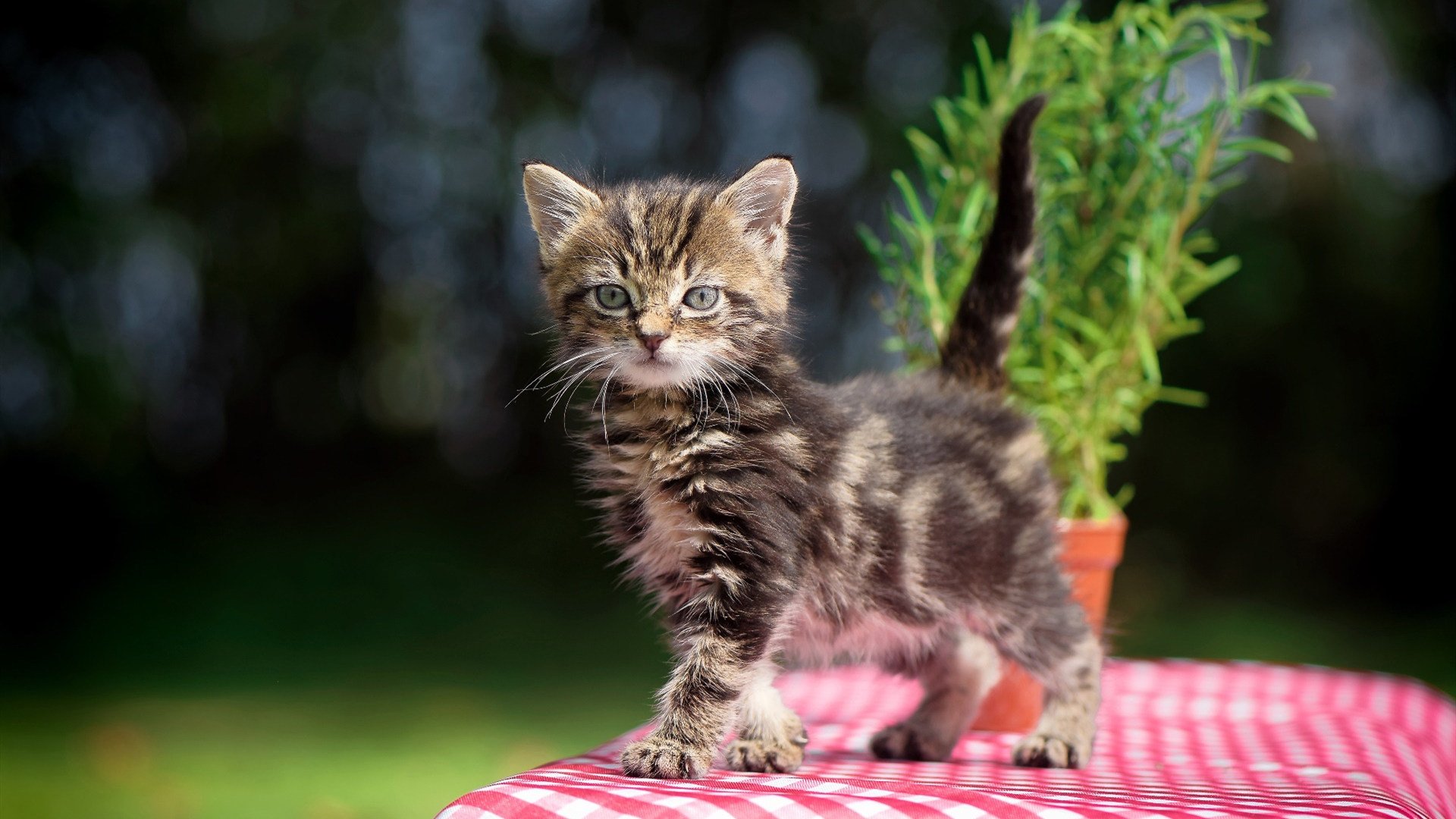 开云体育app-福克斯末节封神！凯尔特人险胜雷霆，大场面先生再献关键表演