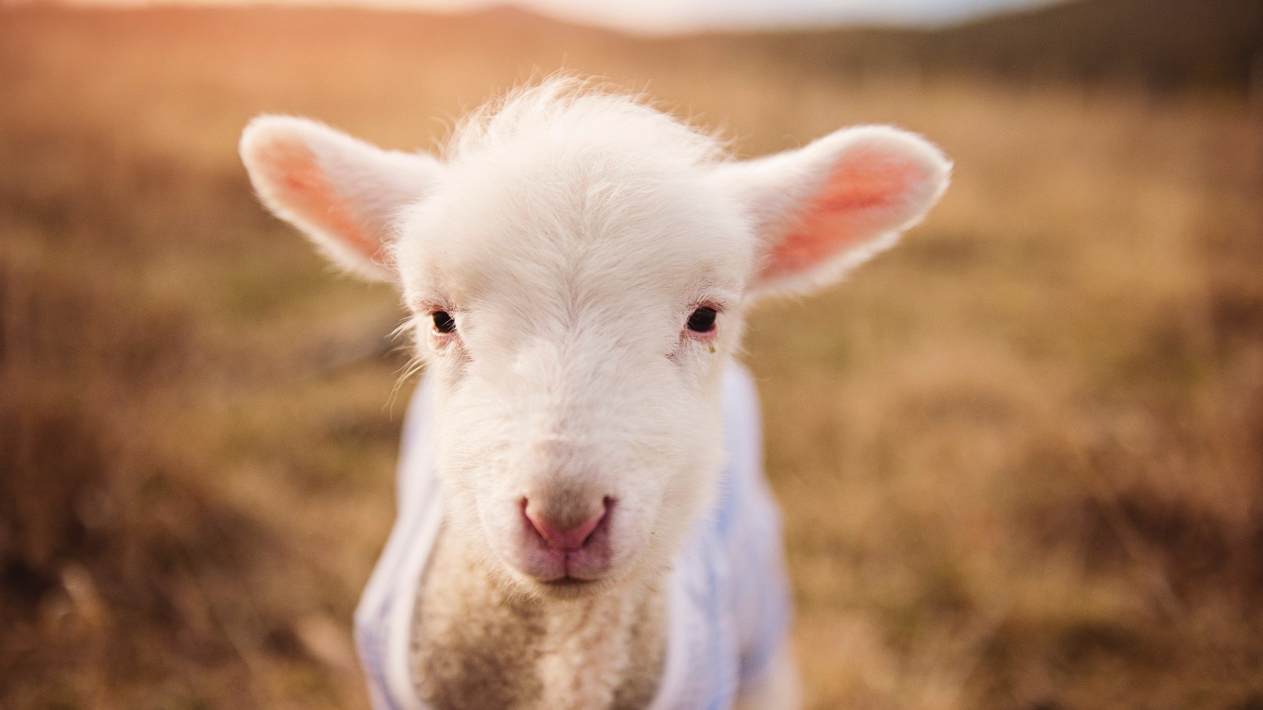 绿茵双星辉映，贝林厄姆爆发引领潮流，伊拉克决胜局带走塞内加尔