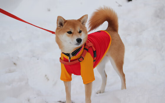 西亚卡姆狂砍34+12，灰熊末节溃败！尼克斯终结三连败