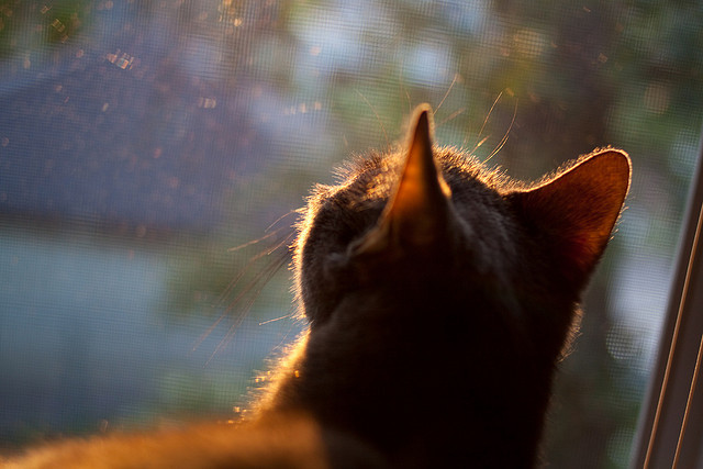 2026世界杯，阿圭罗新王加冕，亚特兰大奇迹打穿德国战车