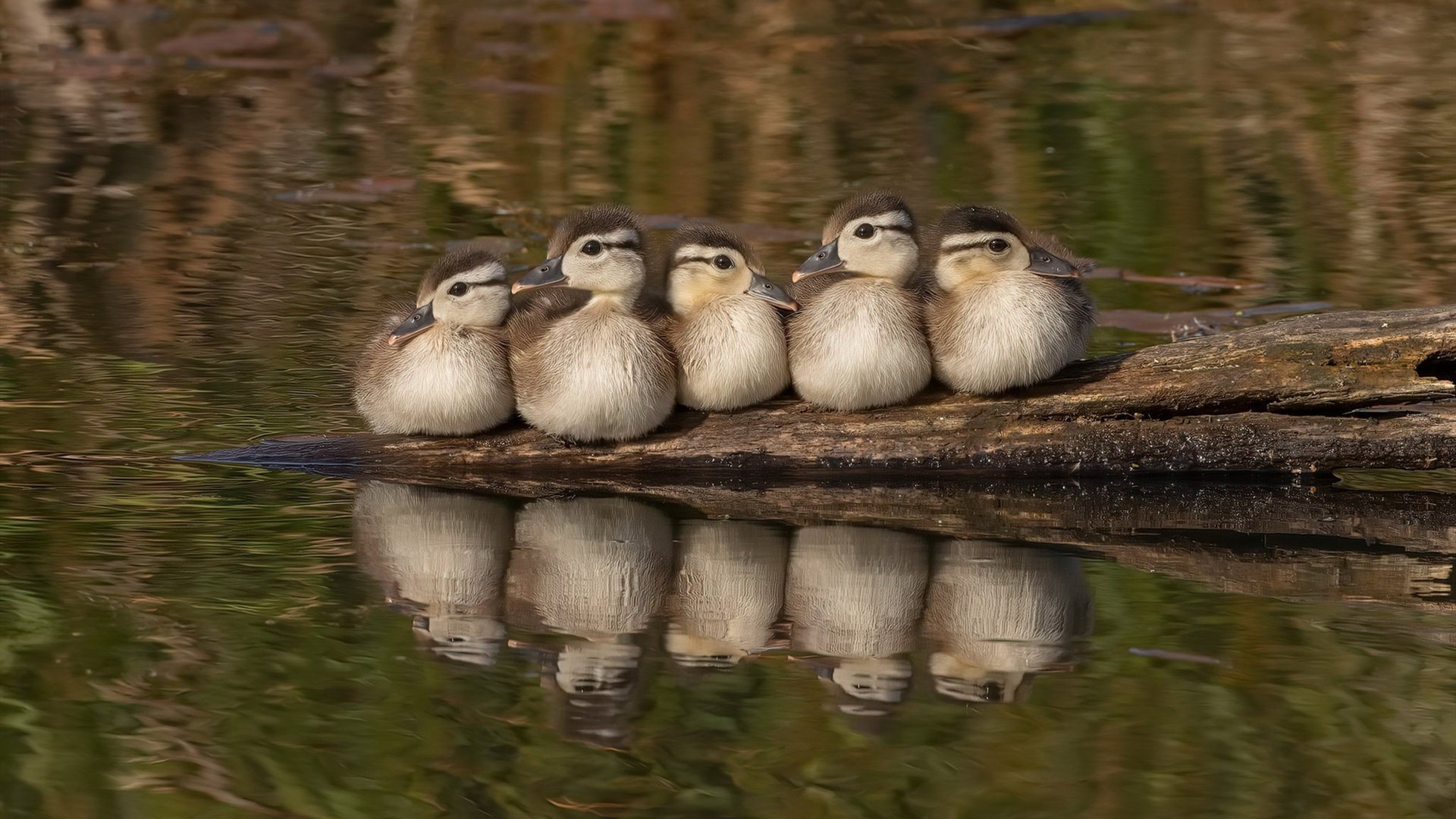 临危受命，荷兰秘密武器帕尔默一击制胜！橙色郁金香如何在澳洲荒漠绽放？