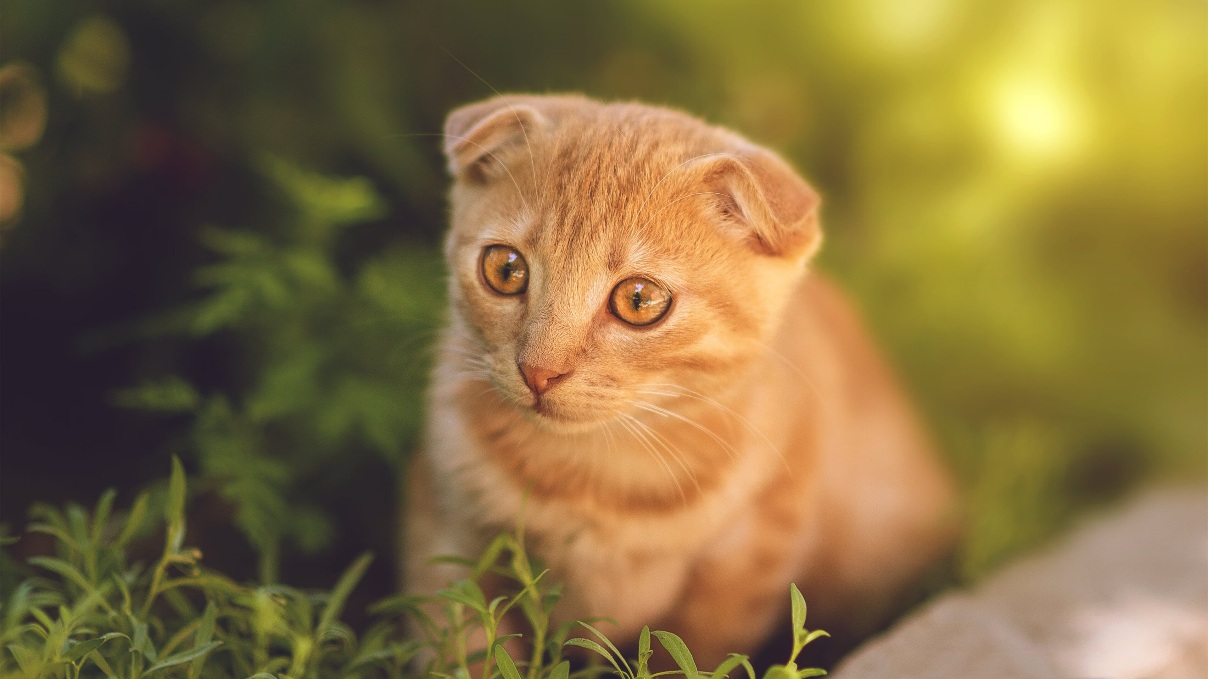 完美风暴,当英格拉姆化身天神,凯尔特人提前宣判悬念