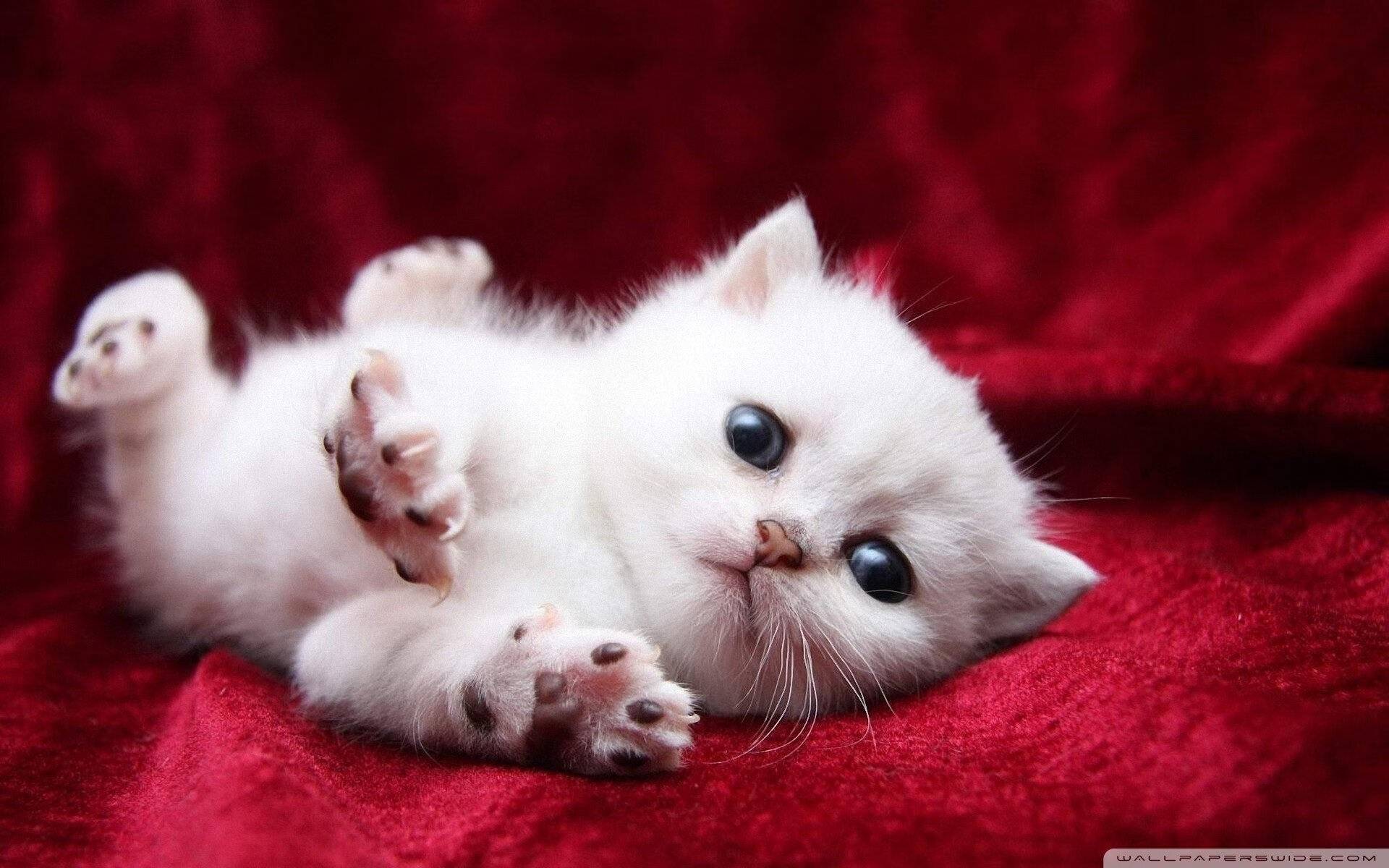 城市战场的双面叙事,当F1引擎在街巷咆哮,瑞士冲垮了苏格兰的传说