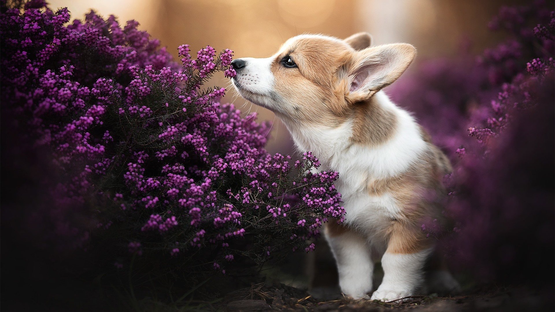 双重战场，当欧冠半决赛之夜遇见伦纳德的压制级艺术