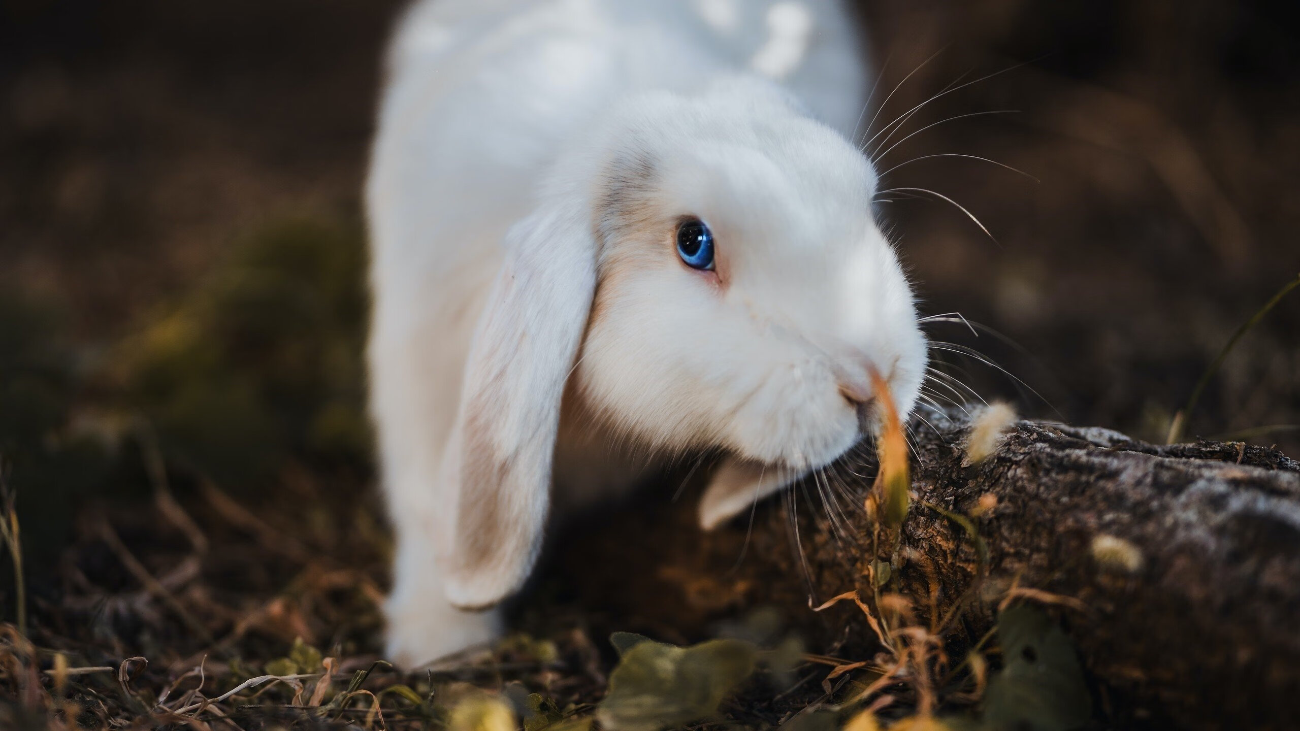 英超争冠焦点战与新疆队压哨击败老鹰,体育竞技中悬念与激情的交响