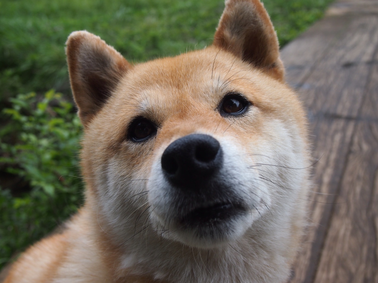 极速与篮焰，F1街道赛焦点战与76人横扫山西队的竞技交响