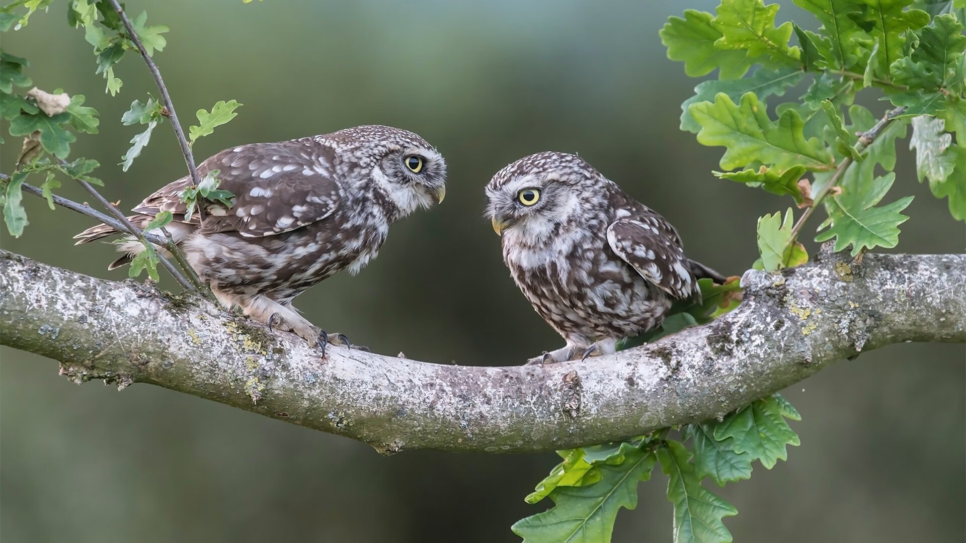 当国家队遇到俱乐部，哈兰德的无解方程式