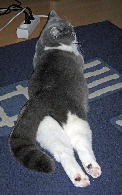 开云体育入口-戈贝尔铸就的叹息之墙与老鹰的东方鏖战，当防守艺术跨越山海共鸣