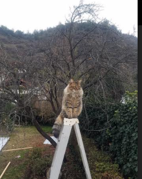 两个世界的同一种震颤，当拉巴斯高原的绝杀遇见NBA的孤胆英雄